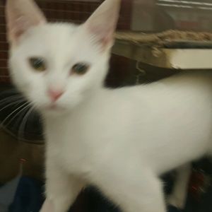 Meet your Posher, Barrie